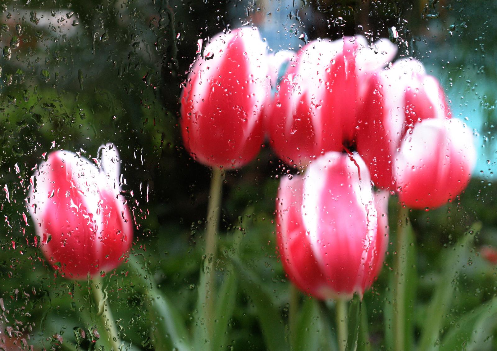 April Showers Bring May Flowers Poem